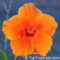 Hibiscus rosa-sinensis, Hibiscus, Chinese rose, Japanese rose, Tropical Hibiscus, Shoe Flower