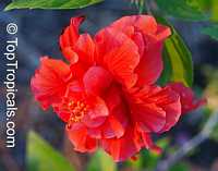Punica granatum Flore Pleno, Flowering Pomegranate, Noshi Shibari, Double Flower Pomegranate