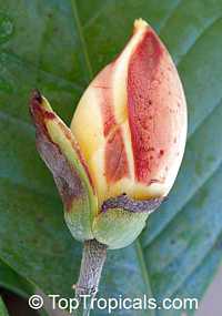 Magnolia liliifera, Talauma candollei, Magnolita, Egg Magnolia Magnolia liliifera, Talauma candollei, Magnolita, Egg Magnolia