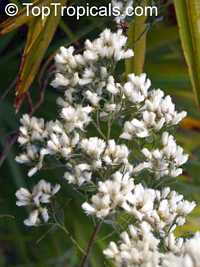 Baccharis halimifolia Baccharis halimifolia