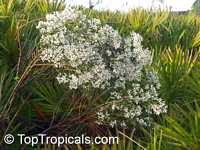 Baccharis halimifolia Baccharis halimifolia