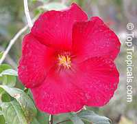 Hibiscus sp., Hibiscus