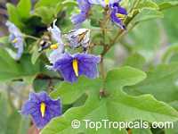 Solanum macranthum, Solanum wrightii, Giant Potato Tree