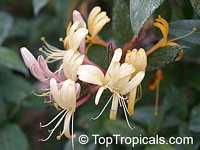 Lonicera japonica, Japanese Honeysuckle, Halls honeysuckle