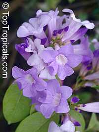 Mansoa alliacea, Pachyptera hymenaea, Pseudocalymma alliacea, Cydista aequinoctialis, Garlic Vine