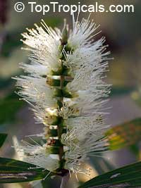 Melaleuca quinquenervia, Paperbark, Honey Myrtle, Punk Tree