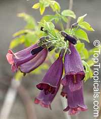 Jacaranda jasminoides, Jacaranda curialis, Bignonia curialis Jacaranda jasminoides, Jacaranda curialis, Bignonia curialis