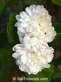 Jasminum sambac Grand Duke Supreme

Click to see full-size image