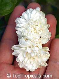 Jasminum sambac Grand Duke Of Tuscany, Nyctanthes sambac, Mogori Sambac, Butt Mograw, Hawaiian Pikake, Moss Rose Jasmine, Sambac Flore Pleno