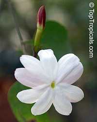 Jasminum Rex, Jasminum Rex