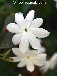 Jasminum Rex, Jasminum Rex
