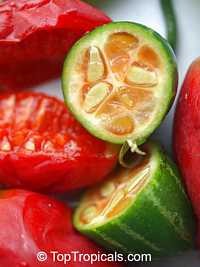 Coccinia grandis, Ivy Gourd, Scarlet Gourd, Tindora Coccinia grandis, Ivy Gourd, Scarlet Gourd, Tindora