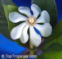 Gardenia gjellerupii, Thai Gardenia