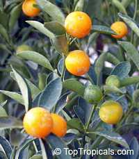 Fortunella japonica, Marumi Kumquat, Round Kumquat, Sweet-peeled Kumquat