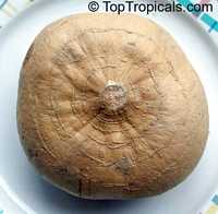Pachyrhizus erosus, Yam Bean, Jicama