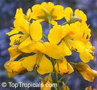 Caesalpinia mexicana, Mexican Bird of Paradise, Dwarf Poinciana