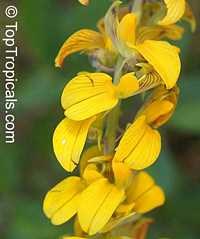 Crotalaria pallida , Smooth Rattlebox