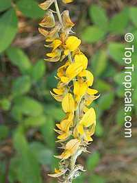 Crotalaria pallida , Smooth Rattlebox