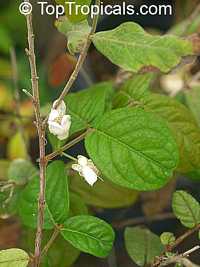 Eugenia stipitata, Araza, Araca-boi
