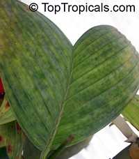Pinanga sp., Pinanga Palm