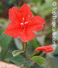 Ruellia sp., Ruellia