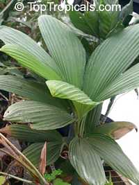 Carludovica sp., Carludovica palm, Jungle drum