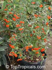 Rondeletia odorata, Rondeletia speciosa, Rondeletia coccinea, Panama Rose
