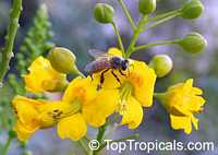 Caesalpinia mexicana, Mexican Bird of Paradise, Dwarf Poinciana