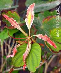 Bauhinia pottsii, Orchid Tree