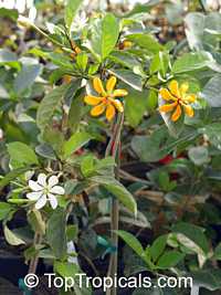 Gardenia tubifera Kula, Gardenia pfordii, Golden Gardenia, Kedah Gardenia Gardenia tubifera Kula, Gardenia pfordii, Golden Gardenia, Kedah Gardenia