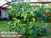 Solanum macranthum, Solanum wrightii, Giant Potato Tree