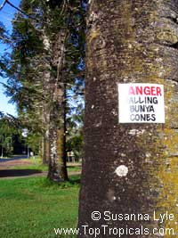 Araucaria sp., Monkey Puzzle, Bunia Pine, Parana Nut Araucaria sp., Monkey Puzzle, Bunia Pine, Parana Nut