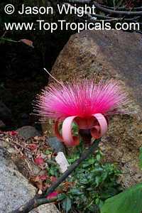 Pseudobombax ellipticum, Pseudobombax grandiflorum, Pink Shaving Brush Tree