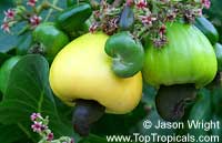 Anacardium occidentale, Cashew Nut, Cashew Apple, Caju Anacardium occidentale, Cashew Nut, Cashew Apple, Caju