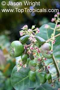 Anacardium occidentale, Cashew Nut, Cashew Apple, Caju Anacardium occidentale, Cashew Nut, Cashew Apple, Caju