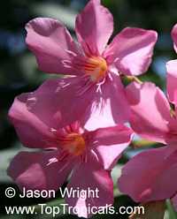 Nerium oleander, Oleander Nerium oleander, Oleander