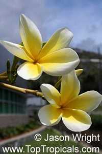 Plumeria sp., Plumeria Plumeria sp., Plumeria