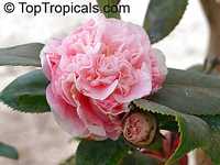 Camellia japonica, Camellia sasanqua, Camellia Camellia japonica, Camellia sasanqua, Camellia