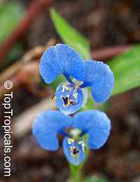 Commelina sp., Dayflower
