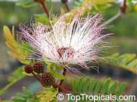 Calliandra surinamensis, Surinam Powder Puff, Pink Powder Puff, Surinamese Stickpea, Officiers-kwast