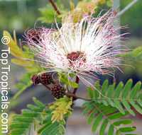 Calliandra surinamensis, Surinam Powder Puff, Pink Powder Puff, Surinamese Stickpea, Officiers-kwast