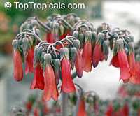 Kalanchoe tubiflora, Bryophyllum tubiflorum, Bryophyllum verticillatum