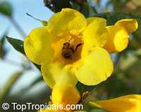 Gelsemium sempervirens, Yellow Jessamine, Carolina Jasmine, Yellow jessamine, Trumpet Flower