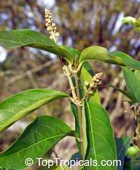 Hiptage benghalensis, Hyptage bengalensis, Hiptage, Helicopter Flower