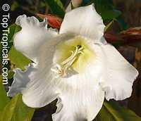 Beaumontia murtonii, Easter Lily Vine, Heralds Trumpet, Nepal Trumpet Flower Beaumontia murtonii, Easter Lily Vine, Heralds Trumpet, Nepal Trumpet Flower