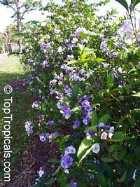 Brunfelsia grandiflora, Yesterday -Today -Tomorrow, Kiss-me-quick, Royal Purple Brunfelsia