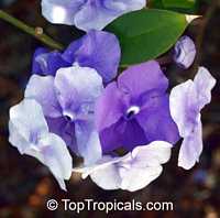 Brunfelsia grandiflora, Yesterday -Today -Tomorrow, Kiss-me-quick, Royal Purple Brunfelsia