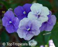 Brunfelsia grandiflora, Yesterday -Today -Tomorrow, Kiss-me-quick, Royal Purple Brunfelsia