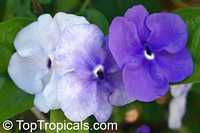 Brunfelsia grandiflora, Yesterday -Today -Tomorrow, Kiss-me-quick, Royal Purple Brunfelsia