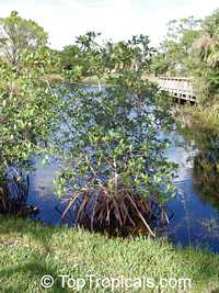 Rhizophora mangle, Red Mangrove